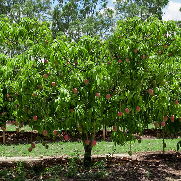semca-agro3